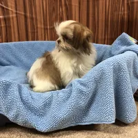 Bennington, a male Shih Tzu for sale in Harrogate, TN – Photo 6 of 10