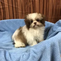 Bennington, a male Shih Tzu for sale in Harrogate, TN – Photo 7 of 10