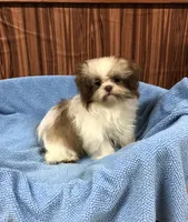 Bennington, a male Shih Tzu for sale in Harrogate, TN – Photo 7 of 10