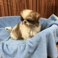 Bennington, a male Shih Tzu for sale in Harrogate, TN – Photo 2 of 10