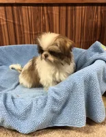 Bennington, a male Shih Tzu for sale in Harrogate, TN – Photo 2 of 10