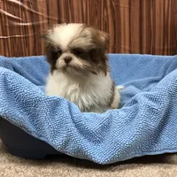 Bennington, a male Shih Tzu for sale in Harrogate, TN – Photo 5 of 10