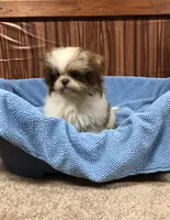 Bennington, a male Shih Tzu for sale in Harrogate, TN – Photo 5 of 10