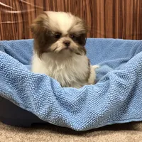 Bennington, a male Shih Tzu for sale in Harrogate, TN – Photo 4 of 10