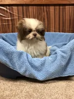 Bennington, a male Shih Tzu for sale in Harrogate, TN – Photo 4 of 10