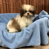 Bennington, a male Shih Tzu for sale in Harrogate, TN – Photo 8 of 10