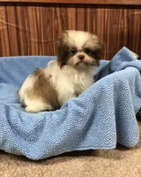 Bennington, a male Shih Tzu for sale in Harrogate, TN – Photo 8 of 10