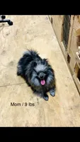 Razzie, a male Pomeranian for sale in Harrogate, TN – 5 of 9