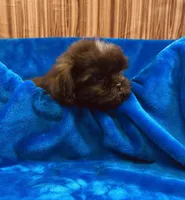 Vince, a male Shih Tzu for sale in Harrogate, TN – 4 of 9