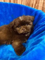 Vince, a male Shih Tzu for sale in Harrogate, TN – 7 of 9