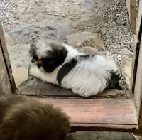 Ruby, a female Shih Tzu for sale in Harrogate, TN – 3 of 9