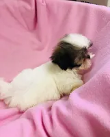 Dolly, a female Shih Tzu for sale in Harrogate, TN – 6 of 10