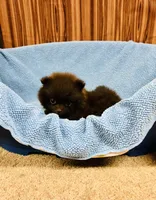 Doodle, a male Pomeranian for sale in Harrogate, TN – 7 of 9