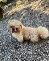 Rusty , a male Shih Tzu for sale in Harrogate, TN – 3 of 9