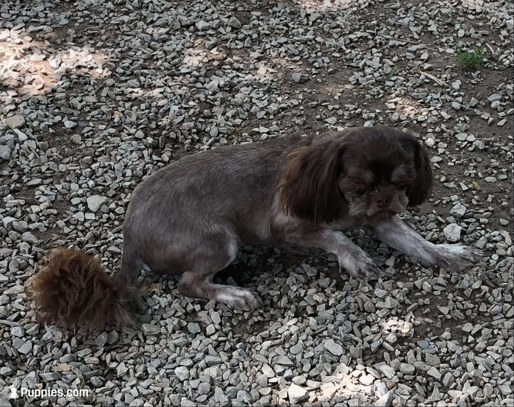 Denton, a male Shih Tzu for sale in Harrogate, TN – 4 of 10