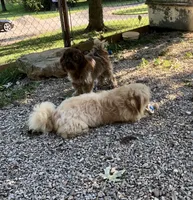 Rusty , a male Shih Tzu for sale in Harrogate, TN – 9 of 9
