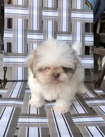 Treasure, a male Shih Tzu for sale in Harrogate, TN – 6 of 10