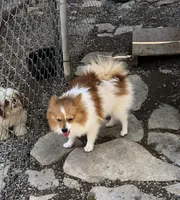 Brawler, a male Pomeranian for sale in Harrogate, TN – 7 of 10