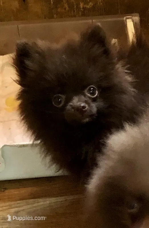 Doodle – Pomeranian puppy for sale in Harrogate, TN