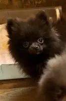 Doodle, a male Pomeranian for sale in Harrogate, TN – 1 of 10