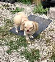 Teddy Bear, a male Shih Tzu for sale in Harrogate, TN – 3 of 10
