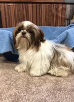Morrie, a male Shih Tzu for sale in Harrogate, TN – 2 of 10