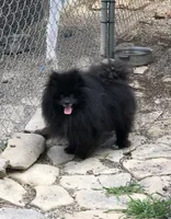 Shadow, a male Pomeranian for sale in Harrogate, TN – 6 of 10