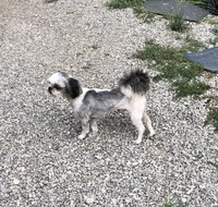 Winfield, a male Shih Tzu for sale in Harrogate, TN – 2 of 9