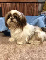 Morrie, a male Shih Tzu for sale in Harrogate, TN – 3 of 10