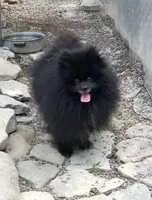 Shadow, a male Pomeranian for sale in Harrogate, TN – 3 of 10