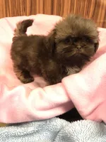 Julie, a female Shih Tzu for sale in Harrogate, TN – 9 of 10