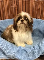 Morrie, a male Shih Tzu for sale in Harrogate, TN – 5 of 10