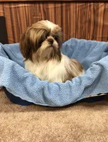 Morrie, a male Shih Tzu for sale in Harrogate, TN – 10 of 10