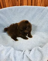 Doodle, a male Pomeranian for sale in Harrogate, TN – 4 of 9
