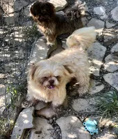 Rusty , a male Shih Tzu for sale in Harrogate, TN – 4 of 9