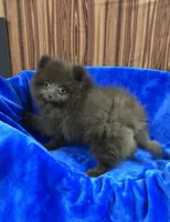 Razzie, a male Pomeranian for sale in Harrogate, TN – 8 of 8