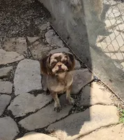 Denton, a male Shih Tzu for sale in Harrogate, TN – 2 of 10
