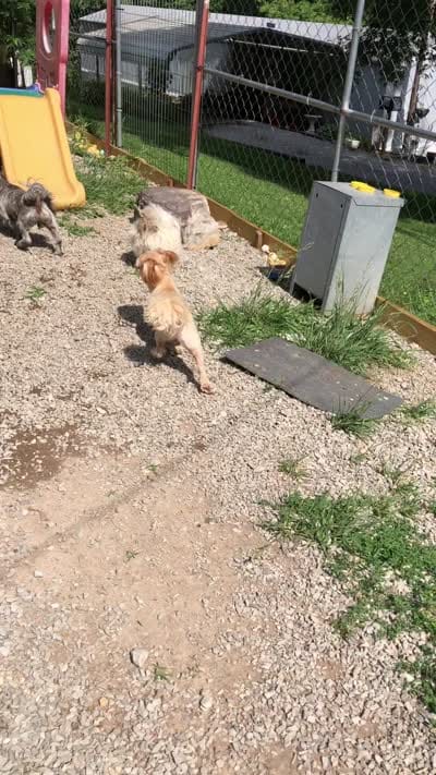 Rusty , a male Shih Tzu for sale in Harrogate, TN – 10 of 10