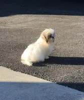 Dolly, a female Shih Tzu for sale in Harrogate, TN – 3 of 10