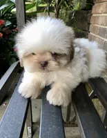 Treasure, a male Shih Tzu for sale in Harrogate, TN – 3 of 10
