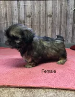 Queenie, a female Shih Tzu for sale in Harrogate, TN – Photo 5 of 10