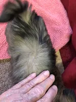 Queenie, a female Shih Tzu for sale in Harrogate, TN – Photo 10 of 10