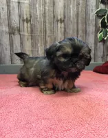 Queenie, a female Shih Tzu for sale in Harrogate, TN – Photo 4 of 10