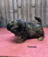 Queenie, a female Shih Tzu for sale in Harrogate, TN – Photo 7 of 10
