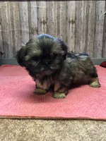 Queenie, a female Shih Tzu for sale in Harrogate, TN – Photo 9 of 10