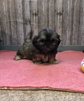 Queenie, a female Shih Tzu for sale in Harrogate, TN – Photo 1 of 10