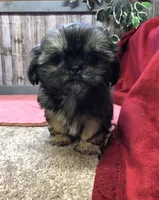 Queenie, a female Shih Tzu for sale in Harrogate, TN – Photo 6 of 10