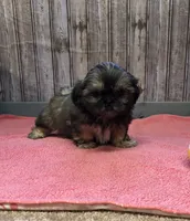 Queenie, a female Shih Tzu for sale in Harrogate, TN – Photo 3 of 10