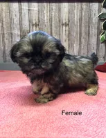 Queenie, a female Shih Tzu for sale in Harrogate, TN – Photo 2 of 10