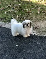 Dolly, a female Shih Tzu for sale in Harrogate, TN – 6 of 10